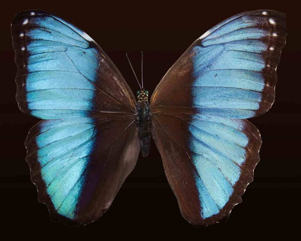 Nature Butterfly